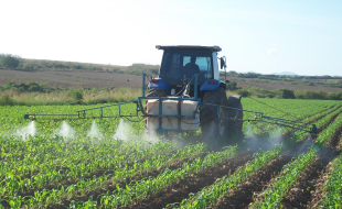 Quién es Totaditas de Maíz Blancas